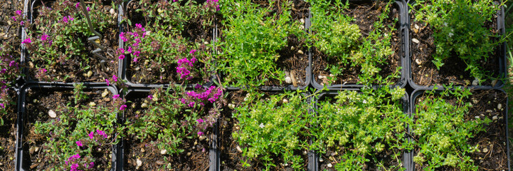 Pink and white creeping thyme in boxes, banner