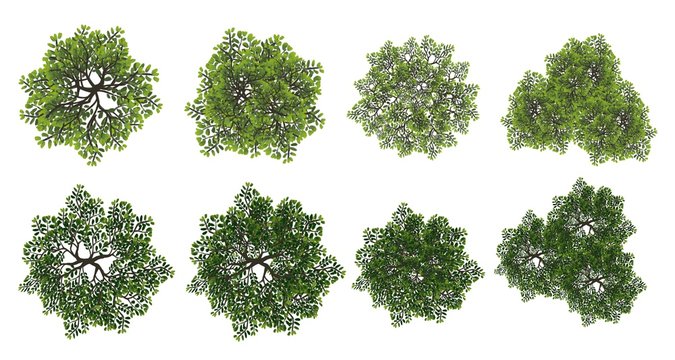 green tree top view isolated on white background