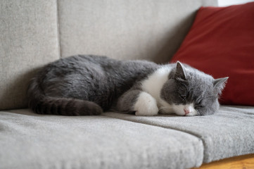 British shorthair cat sleeping on the couch