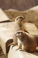 プレーリードッグ