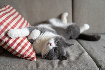 British shorthair cat lying on the sofa and sleeping
