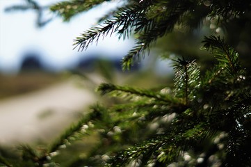 Las w górach © Anna