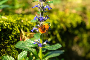 Macro photo of  Bumblebee working on Flower