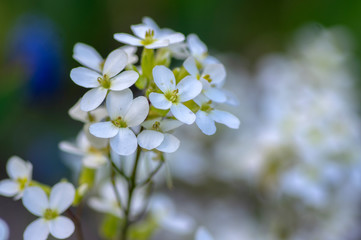 Arabis caucasica white flowering plant, group of springtime flowers in bloom