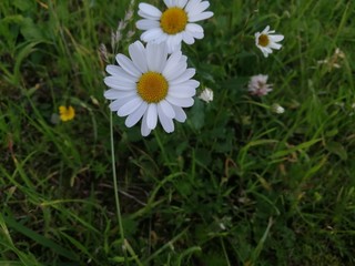 daisies in grass