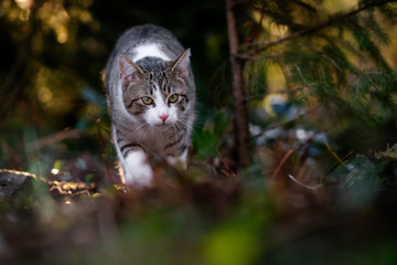 katze, kater,cat, natur, tier, süß, niedlich