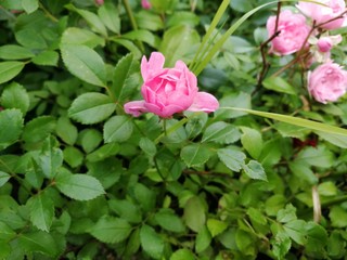 pink rose in the garden