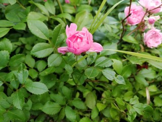 pink flowers in the garden