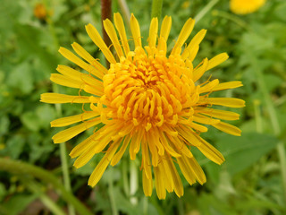 Close-up yellow bright spring dandelion close-up on a blurry background