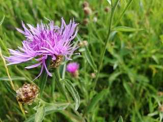 beautiful purple flower