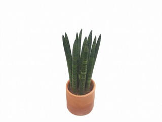Sansevieria Cylindrica in a clay pots isolated on white background with copy space. Aloe purify the air to provide oxygen at night.Purifying the air to catch toxins in the air