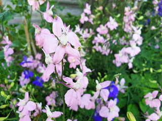 White and pink Delphinium or Delphinium ajacis flower on a twig.