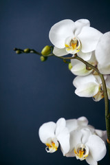 Fototapeta na wymiar Branch of a blossoming white orchid on dark blue background
