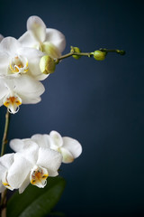Fototapeta na wymiar Branch of a blossoming white orchid on dark blue background