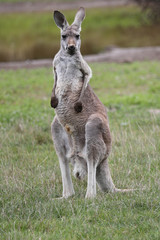 Red Kangaroo Standing Upright © Craig