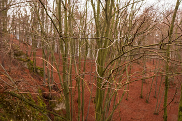 buds on tree branches in spring forest with still fallen leaves from autumn
