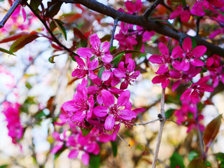 violet blossoms of a tree in spring