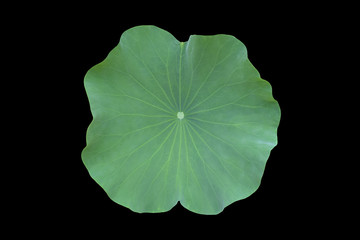 Isolated single green lotus leaf with clipping path.