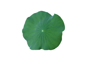 Isolated single green lotus leaf with clipping path.
