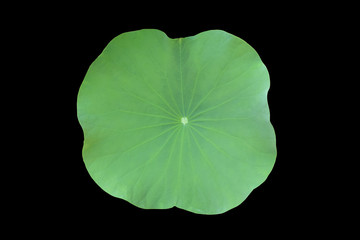 Isolated single green lotus leaf with clipping path.