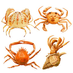 set of drawn crabs on an isolated white background, watercolor illustration, hand drawing