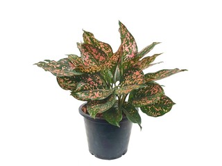 Polka Dot Plant.Aglaonema sp. in a potted isolated on white background with copy space.Houseplant indoor ornamental