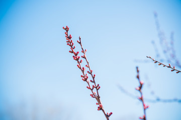 Early spring apricot tree in garden. Gardening concept 