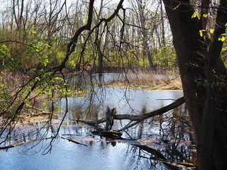 remote place in nature at the sidearm of a river