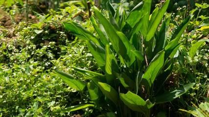 Turmeric leaves or Curcuma longa Linn with wide leaves, one of the medicinal plants and immune enhancer