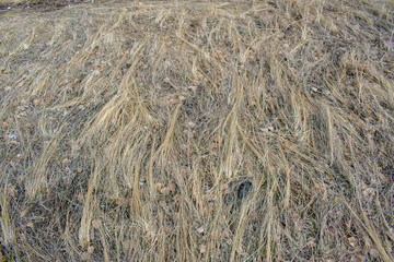 Dry grass pressed to the ground and foliage for the background.