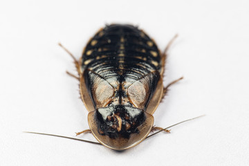 Study of the structure of Blaptica dubia, Dubia roach, also known as the orange-spotted roach in the laboratory.