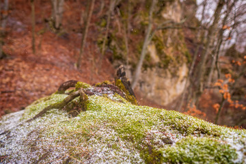 Beautifully green moss covered with snow in spring