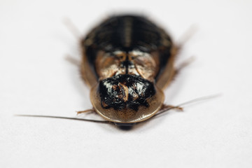 Study of the structure of Blaptica dubia, Dubia roach, also known as the orange-spotted roach in the laboratory.