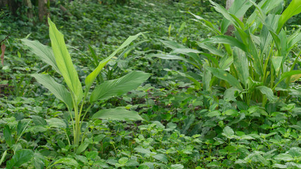 Naklejka premium Turmeric leaves or Curcuma longa Linn with wide leaves, one of the medicinal plants and immune enhancer