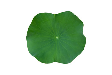 Naklejka na ściany i meble Isolated single green lotus leaf with clipping path.