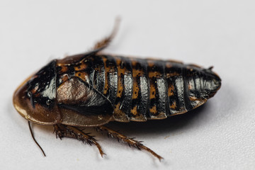 Study of the structure of Blaptica dubia, Dubia roach, also known as the orange-spotted roach in the laboratory.