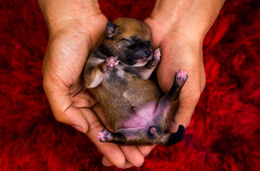 Close-up of a Newborn Shiba Inu puppy. Japanese Shiba Inu dog. Beautiful shiba inu baby color Brown 5 day old. Puppy on hand. Dog on hands forming a heart shape. Hand on red carpet background.