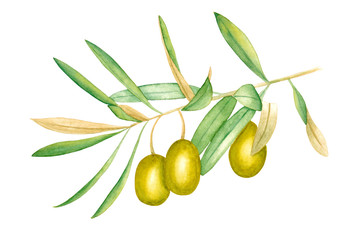 Olive branch, watercolor illustration, green fruits and leaves