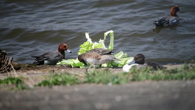 白菜を食べるヒドリガモたち。クリクリのかわいい目。手前うずくまっているのは、オナガガモのオス。池。日本、千葉県。