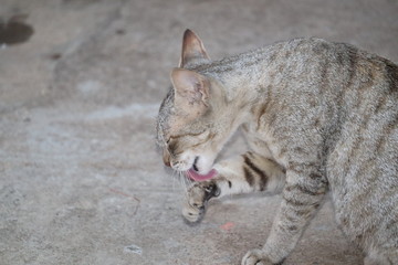 THIS IS A PHOTO OF WILD CAT