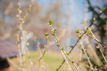 Early spring currant bush in garden. Gardening concept