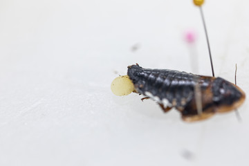 Study of the structure of Blaptica dubia, Dubia roach, also known as the orange-spotted roach in the laboratory.