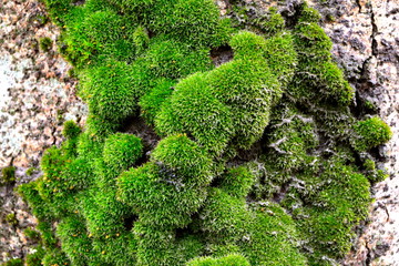 green moss on the tree 