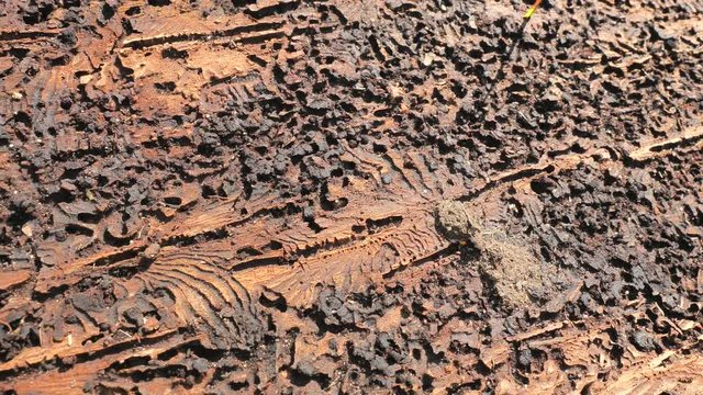 Dead spruce tree destroyed by wood worm in National Park. Wood affected with woodworm typographus and other insect or fungi.