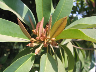new blossoming leaves