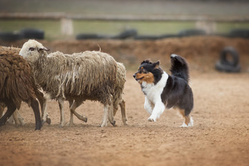 Australian Shepherd Grazing Sheep