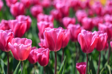 Fototapeta premium Closeup of pink tulips flowers with green leaves in the park outdoor.