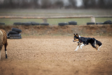 Border collie grazing sheep