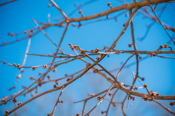 Early spring sweet cherry tree in garden. Gardening concept 
