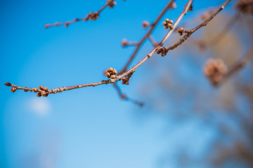 Early spring sweet cherry tree in garden. Gardening concept 